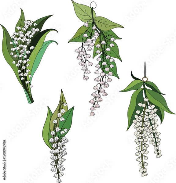 Fototapeta Lily of the Valley Illustrations