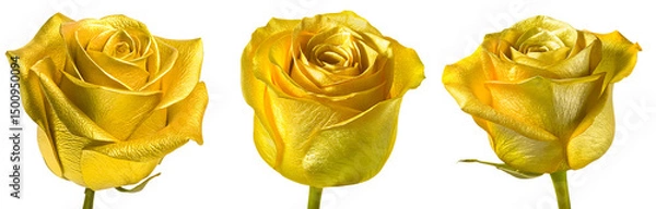 Fototapeta Set of Luxurious Rose, shiny yellow golden blooming rosebud flower, macro, close-up, isolated on transparent background, cutout, clipart, png.