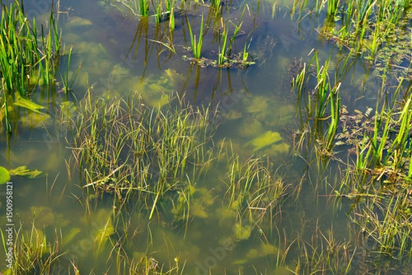 Obraz Piękno Krainy Górnej Narwi, Podlasie, Polska