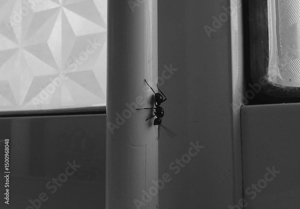 Fototapeta "Black and white macro shot of a flying ant on a vertical surface inside a building. The minimalistic composition and contrasting textures create a sense of solitude and focus on the insect’s details.
