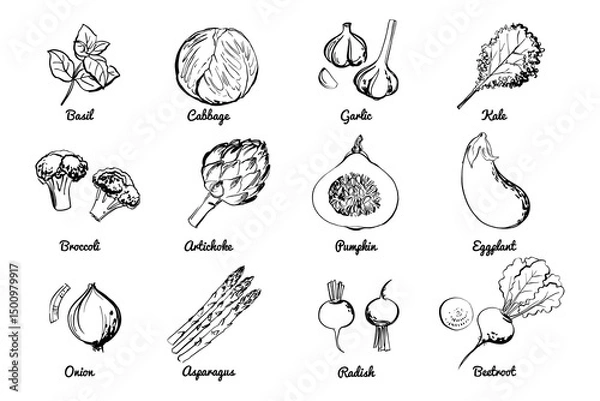 Fototapeta Vegetables fruits food icons set. 
 Sketch of food vegetables by line and watercolor. Pumpkin, cabbage, beet, radish