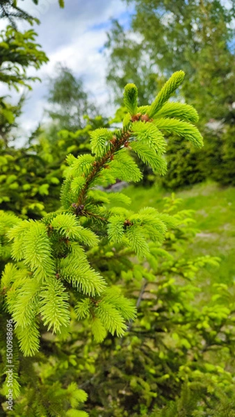 Obraz New green shoots on the spruce tree. Young, juicy, green shoots on a coniferous tree close-up. Spruce branches as a green background.