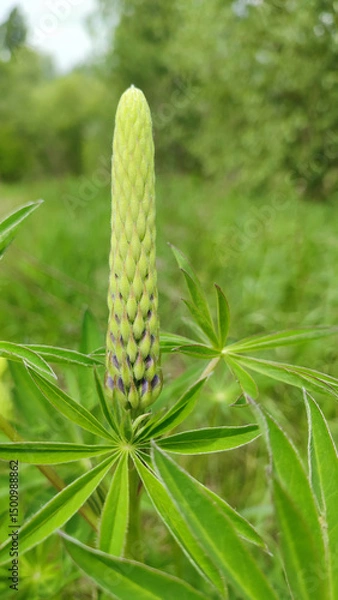 Obraz Summer floral blooming green background. A blue lupine in the garden. Closeup plant with blurred background. Blooming lupine flowers.