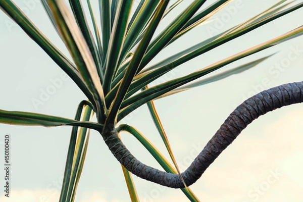 Obraz Green leaves nature background