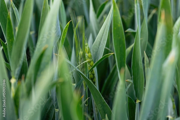 Fototapeta  Green wheat field backdrop background macro with fresh farm plants 4
