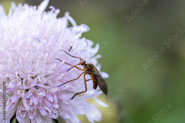 Fototapeta Empis stercorea fly on purple flower as macro imag