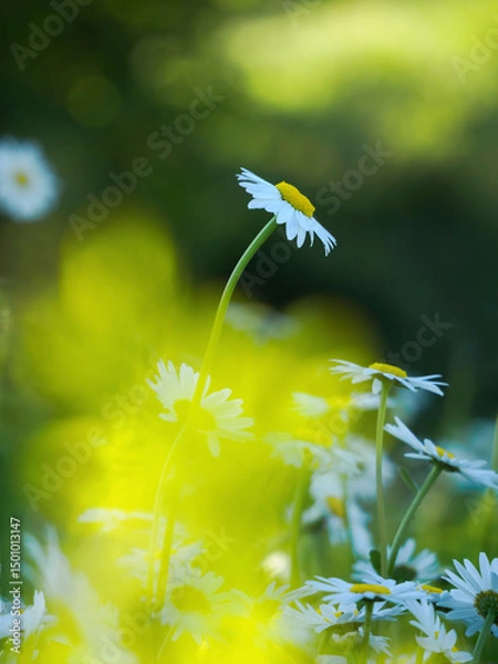 Obraz Blühende weiße Margeriten im Feld, selektiver Fokus