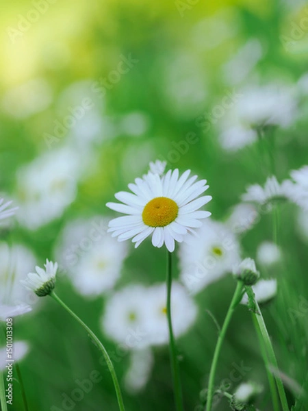 Obraz Blühende weiße Margeriten im Feld, selektiver Fokus