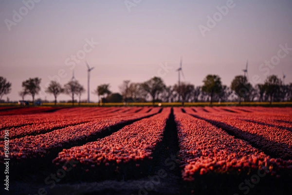 Fototapeta Red Tulip Field at Dusk with Wind Turbines in the Distance