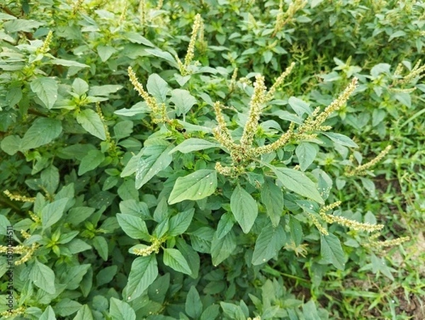 Fototapeta green planSpiny amaranth plant (Amaranthus spinosus) in outdoor garden	