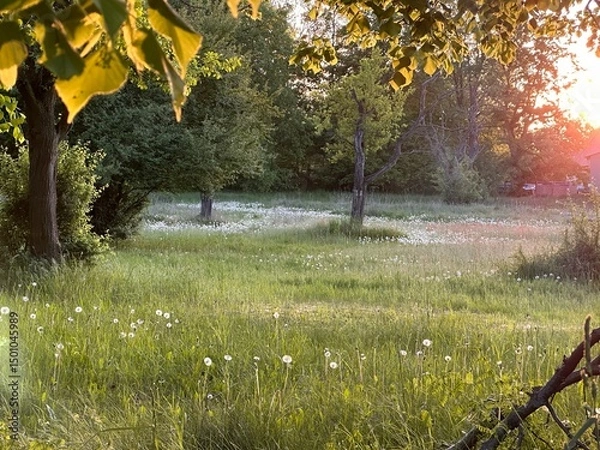 Fototapeta Sommer Wiese im Abendlicht