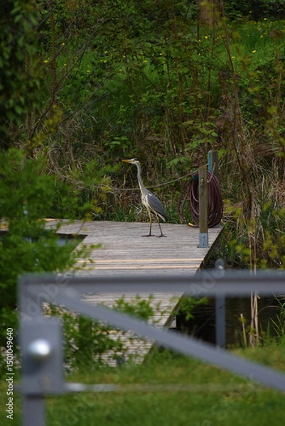 Fototapeta Graureiher