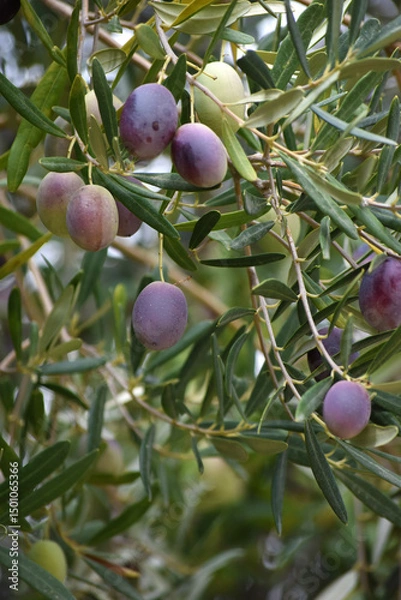 Fototapeta Oliven