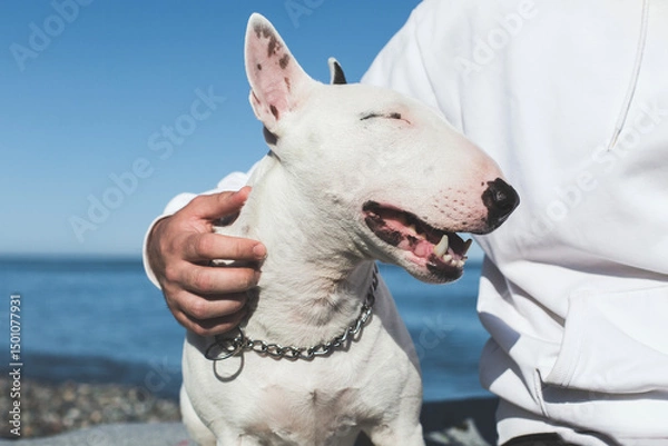 Fototapeta Happy white bull terrier enjoying a sunny day by the sea with its owner, close-up of smiling dog in relaxed moment, concept of friendship