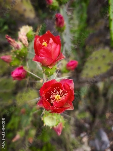 Fototapeta red flowers prickly pear cactus 