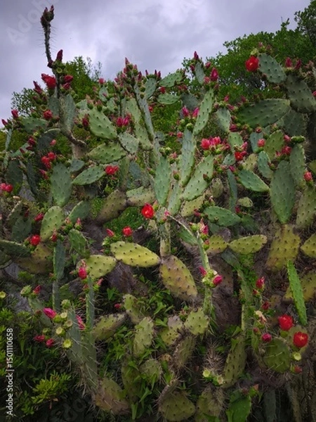 Fototapeta prickly pear cactus