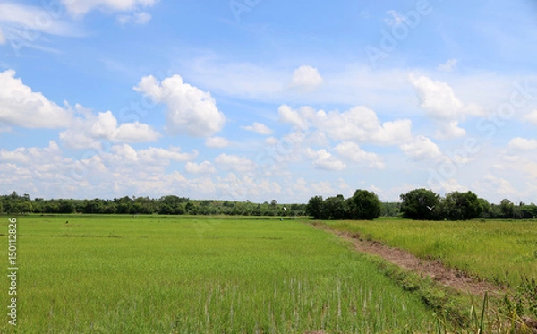 Fototapeta cornfield holiday Blue bright