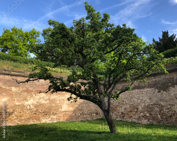 Obraz Tree in summer