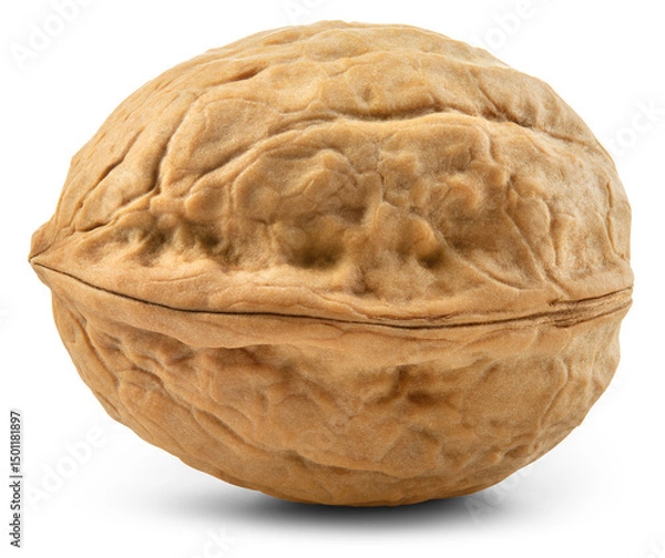 Obraz Walnut isolated png. Unpeeled walnut on white or transparent background. Perfect retouched walnut nut with shell no background. Side view. Full depth of field.