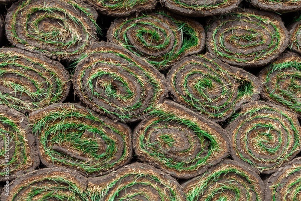Obraz rolled sods as a background