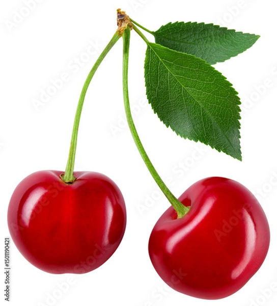 Fototapeta Cherry isolated png. Sour cherry with leaf on white or transparent background. Perfect retouched two cherries on branch with leaves no background.  Png cherry flat lay.  Full depth of field.