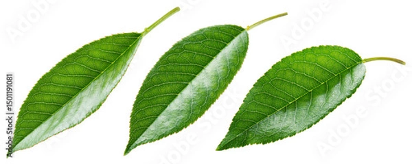Obraz Cherry leaf isolated png. Sour cherry leaf on white or transparent background. Flat lay cherries leaves no background. Top view cherry leaves collection. Full depth of field.