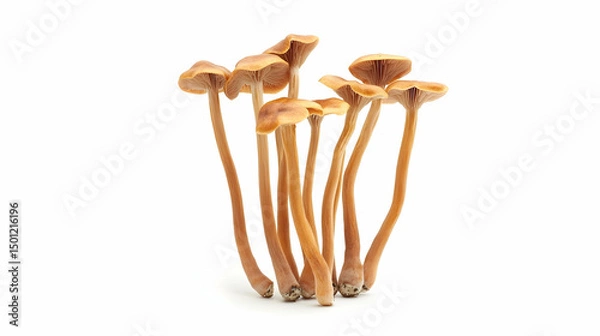 Obraz A bunch of long, thin-stemmed brown mushrooms isolated on white.