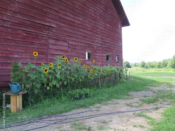 Obraz Red Barn with Sunflowers