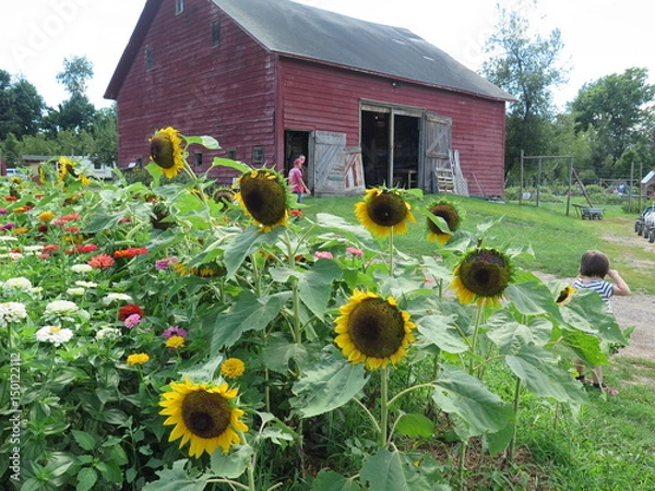 Obraz Sunflower Scene