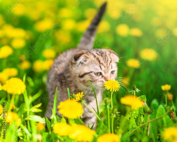 Obraz Tiny kitten sniffs a dandelion on green summer lawn