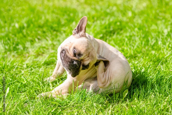 Obraz Pug puppy itches itself on green summer grass
