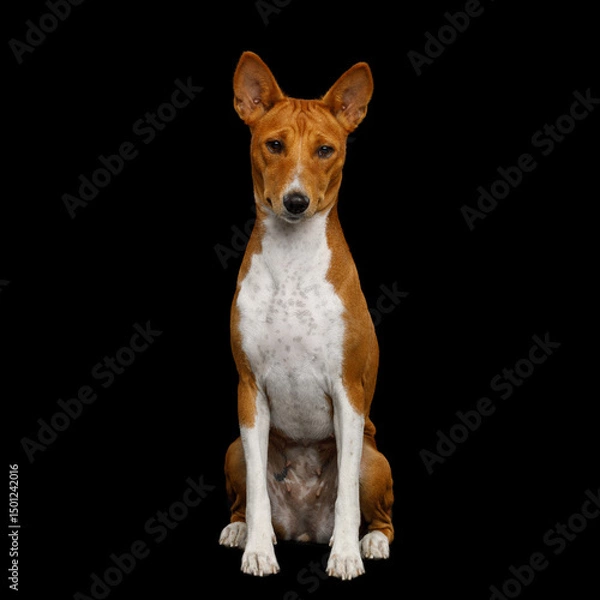 Fototapeta Closeup Portrait White with Red Basenji Dog sits and gaze on Isolated Black Background, Front view