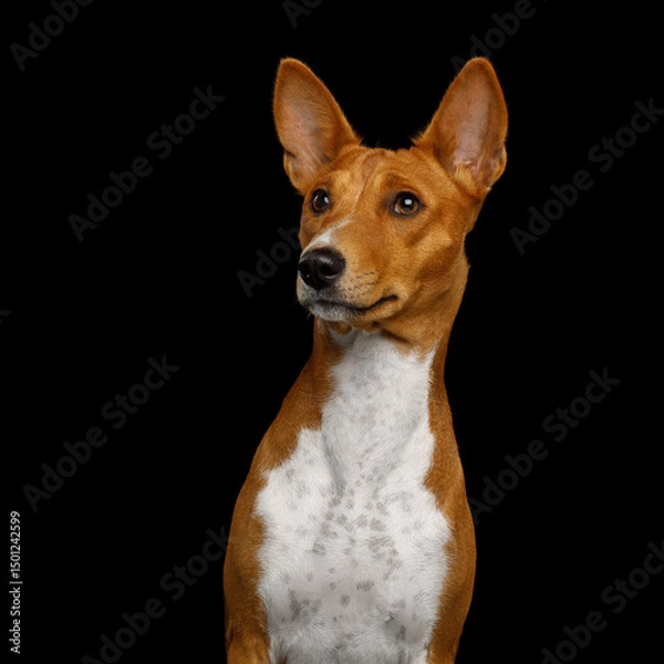 Fototapeta Closeup Portrait White with Red Basenji Dog Stare up on Isolated Black Background, Front view