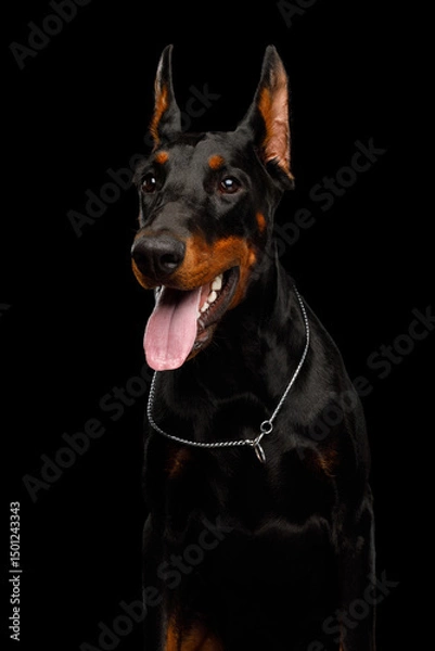 Fototapeta Closeup vertical portrait of Doberman dog looking at side on isolated black background