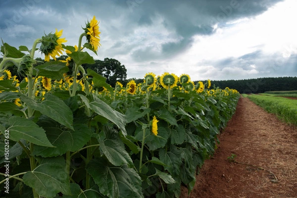 Fototapeta Dramatic storm clouds gather over suflower field