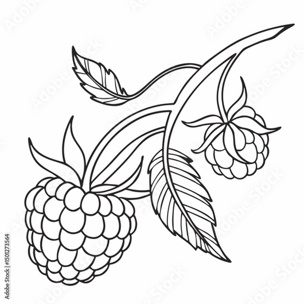 Obraz Simple Raspberry Illustration and wild berries mix, raspberry, blueberries, blackberries isolated on white background, clipping path, full depth of field