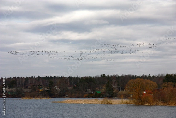 Fototapeta Early spring. Over a reservoir the big pack of geese flies by. The distant coast with the village and the forest is visible. The sky with clouds very beautiful.