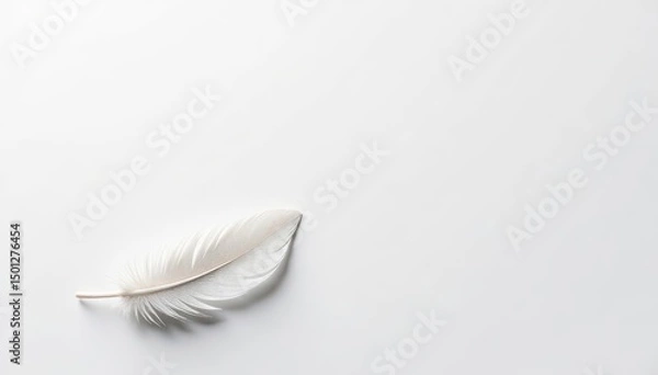 Fototapeta Crisp white feathers on a stark white background, studio, image
