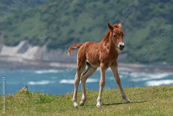 Obraz 都井岬で暮らす御崎馬の仔馬