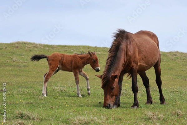 Obraz 都井岬の御崎馬