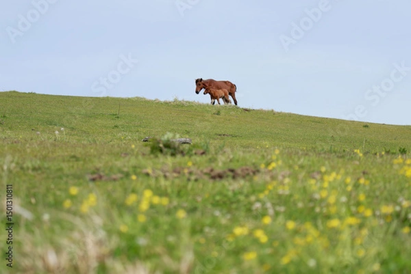 Obraz 都井岬で暮らす野生の馬の親子