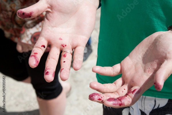 Obraz Dirty hands. Hands stained with berries