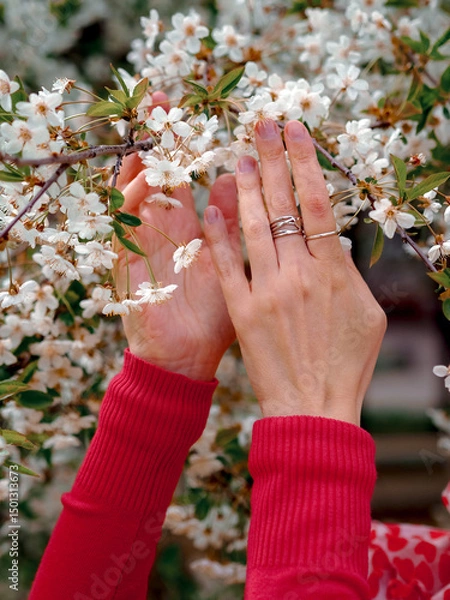 Obraz Beautiful female hands with cherry blossoms