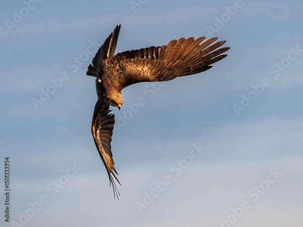Fototapeta Black kite in fast descent with curved wings and open tail.