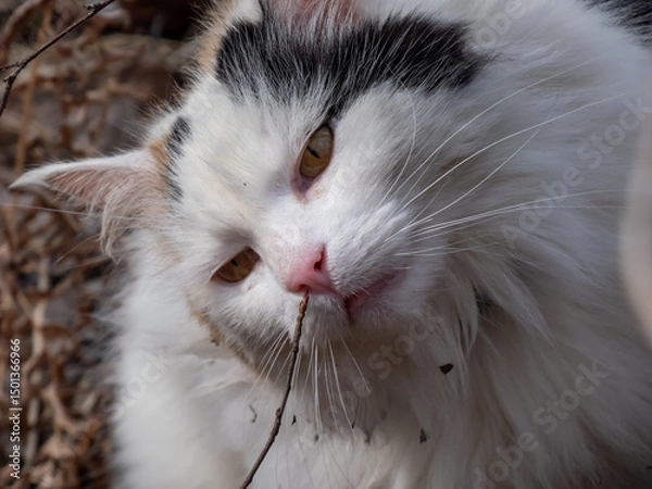 Fototapeta Close-up of big, white and fluffy cat smelling a dry branch outdoors