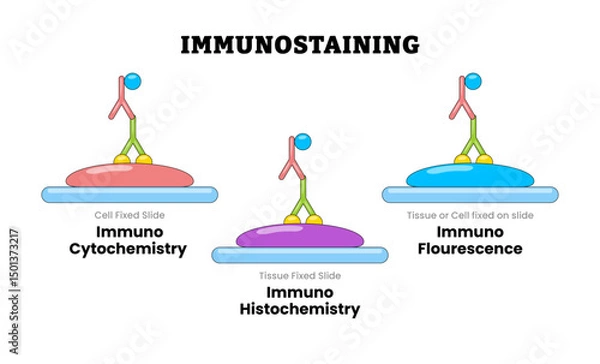 Obraz Immunostaining, educational medical poster design healthcare scheme, labeled Immunocytochemistry ICC, Immunofluorescence IF, Immunohistochemistry IHC