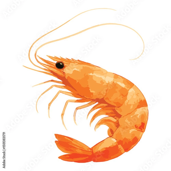 Obraz shrimp in watercolor illustration style, isolated vector on white background