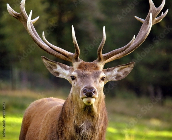 Fototapeta Rothirsch