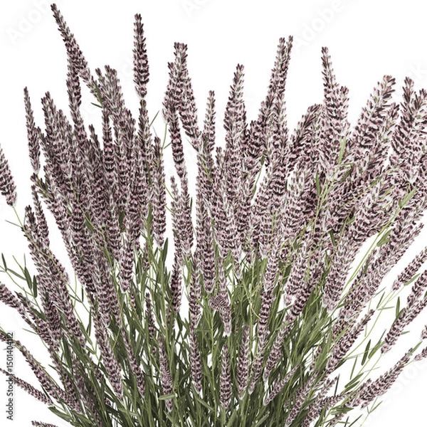 Fototapeta 3D illustration Bouquet Of Wild Flowers In Vase Lavender poppy isolated on white background