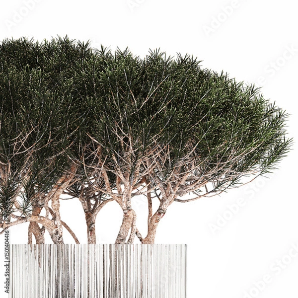 Fototapeta 3D illustration Lush beautiful bouquet of cherry blossom branches with green leaves in a modern glass vase sakura flowers isolated on white background